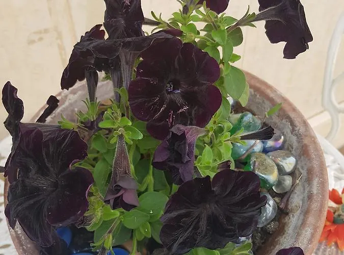 Marilena * 罗卡伊恩佩里亚莱