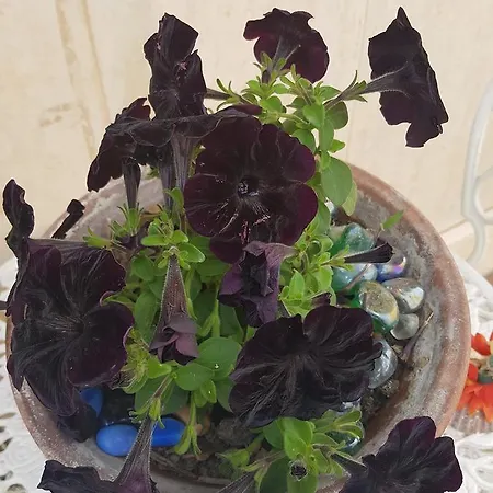 Marilena * Rocca Imperiale